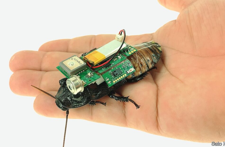 robotised-insects-may-search-collapsed-buildings-for-survivors