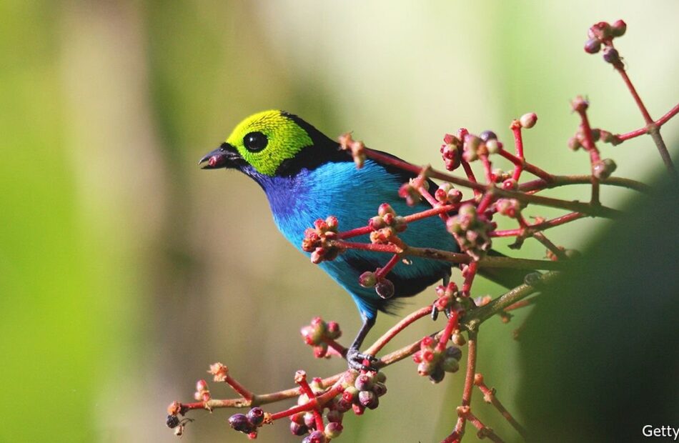 songbirds-get-more-colourful-the-closer-they-live-to-the-equator