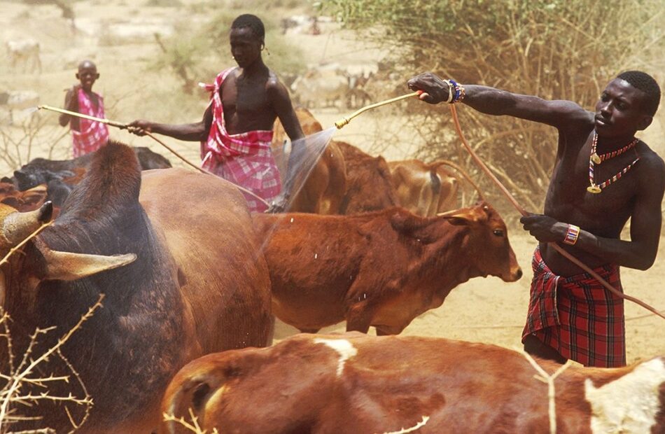 a-genetic-discovery-could-help-fight-an-african-cattle-disease