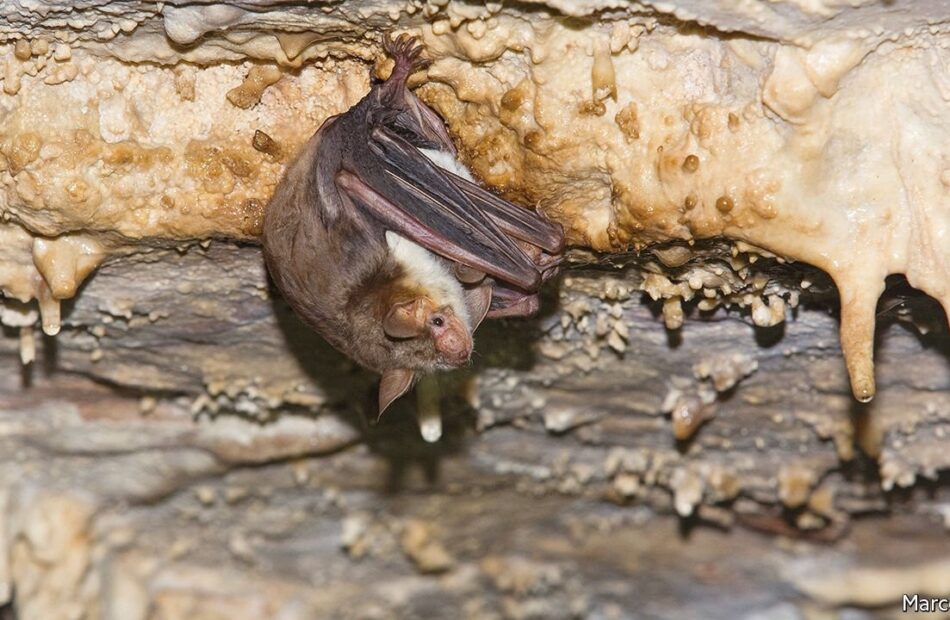 bats-mimic-hornets-when-owls-are-nearby