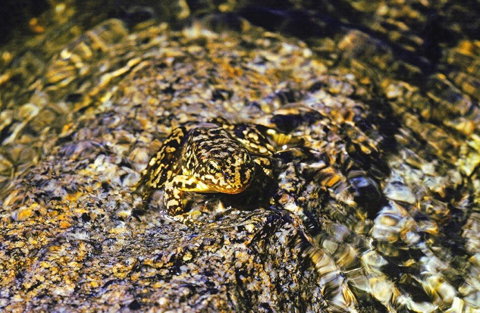 the-health-giving-benefits-of-jacuzzis—for-frogs